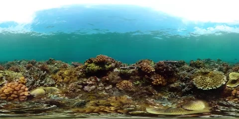 Coral reef and tropical fish underwater. 360-Degree view. Stock Footage 246798261