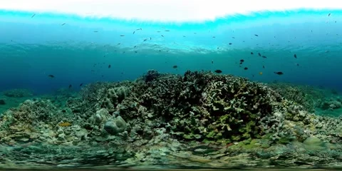 Coral reef and tropical fish. 360-Degree view. Stock Footage 246799406