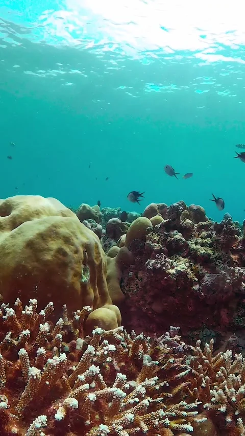 Coral reef and tropical fish. Stock Footage 286246771