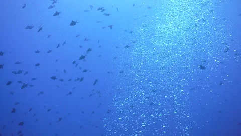 Coral reef and tropical fish underwater. Semporna,Sipadan. Malaysia. Stock Footage 337443889