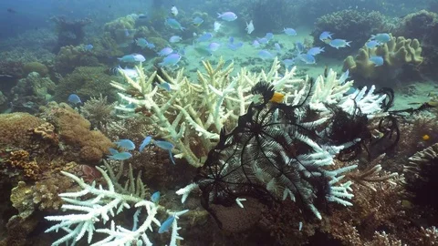 Coral reef and tropical fish.Philippines Stock Footage