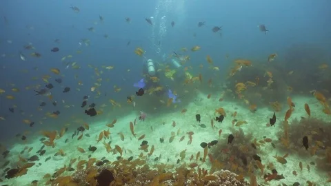 Coral reef and tropical fish.Philippines Stock Footage