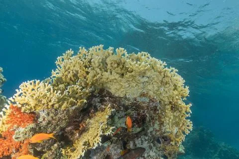 Coral reef and water plants in the Red Sea Stock Photos