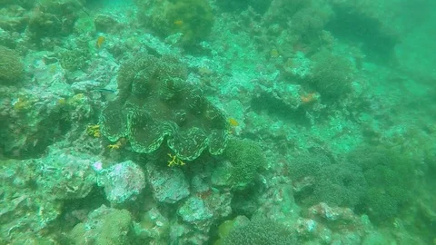 Coral reef with anemone Video stock 117825965