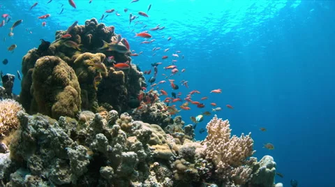 Coral reef with Anthias 4k Stock Footage 50185448