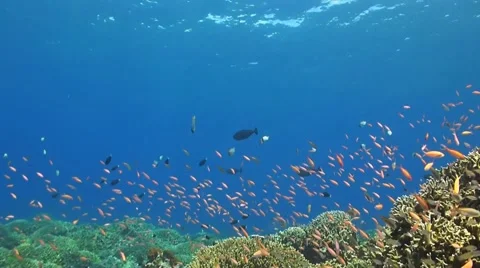 Coral reef with Anthias Stock Footage 51648433