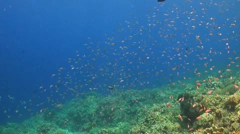 Coral reef with anthias, surgeonfish and giant trevallies Stock Footage 51594953