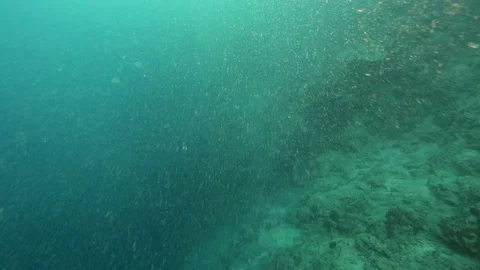 Coral reef bad visibility underwater from plankton, sand, silt and current Stock Footage
