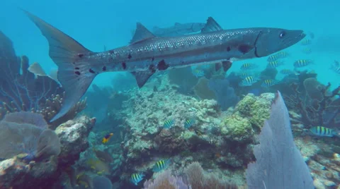 Coral Reef Barracuda Stock Footage 52674179