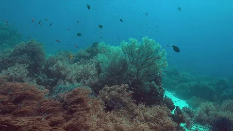 Coral reef with big sea fan. 4k Stock Footage