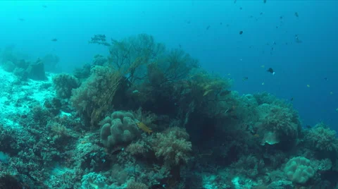 Coral reef with big sea fans. 4k Stock Footage