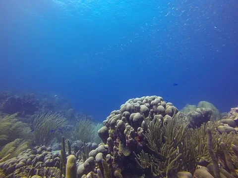 Coral Reef, Blue Background Stock Footage 103421063