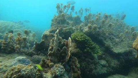 Coral Reef Bottom Stock Footage 105565371