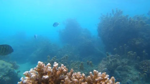 Coral Reef Bottom Stock Footage 105570562