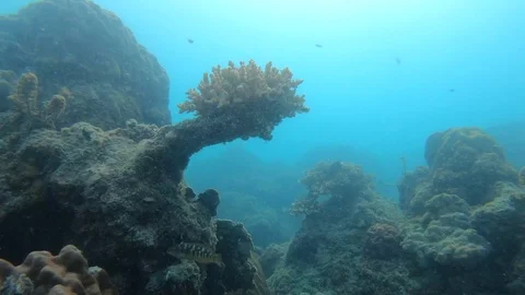 Coral Reef Bottom Stock Footage 105571140