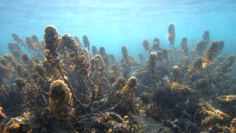 Coral Reef Bottom Video stock 105575859