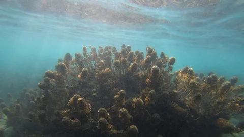 Coral Reef Bottom Stock Footage 105579580
