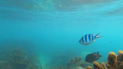 Coral Reef Bottom Stock Footage 105579720