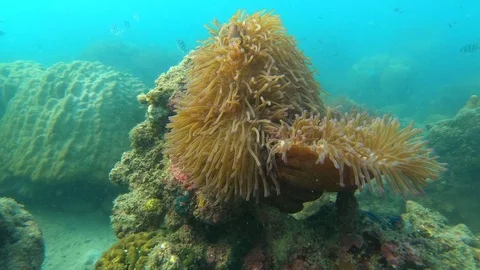 Coral Reef Bottom Stock Footage 105580680