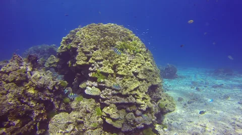 Coral reef boulder Stock Footage 32466300