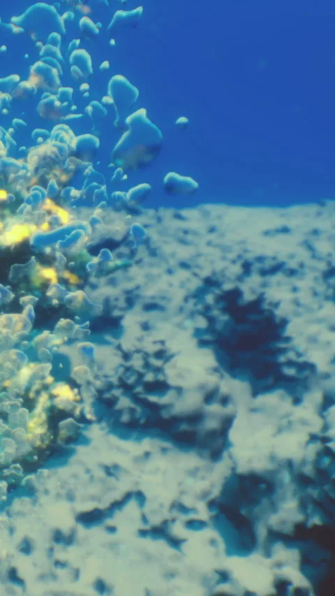 Coral reef with bubbles and rocks in clear blue water near the ocean floor Stock Footage 338020372