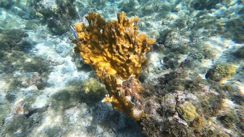Coral Reef in BVI Stock Footage 254727793