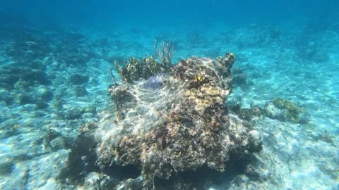 Coral Reef in BVI Stock Footage 254728112