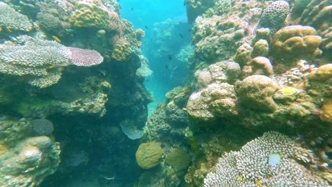 Coral Reef Canyon with Table Corals and Fish in Slow Motion, Indonesia Stock Footage 343411418
