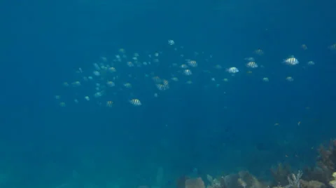 Coral reef Caribbean Stock Footage 24633989