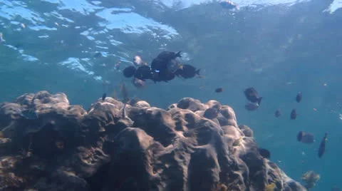 Coral reef Caribbean Stock Footage 24634039