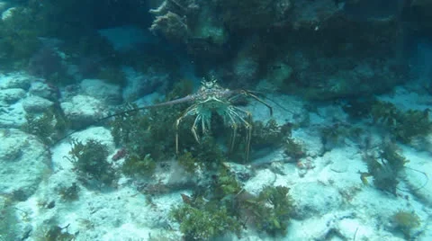 Coral reef Caribbean Stock Footage 24638025