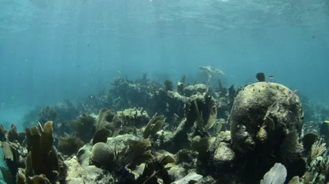 Coral reef Caribbean Видео 27880230
