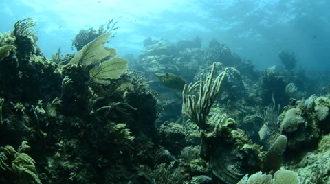 Coral reef Caribbean Видео 27880690