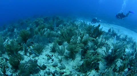 Coral reef Caribbean Видео 27890902