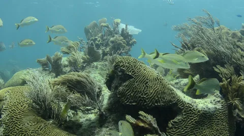 Coral reef Caribbean Stock Footage 27893271