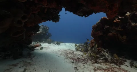 Coral Reef Cave Stock Footage 249550995