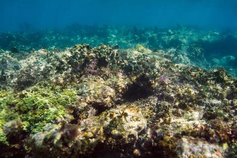 Coral reef close up Stock-Fotos
