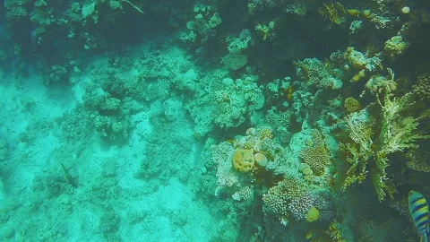 Coral reef close to the surface of the water glare from the sun and fish swim Vidéo 172414128