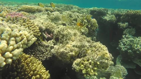 Coral reef close to the surface of the water in the sun glare next to small fish Stock Footage 237022045
