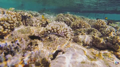 Coral reef close to the water surface in the sea 库存影片 200790350