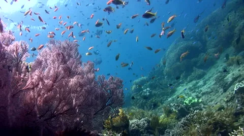 Coral reef with clouds of anthias Vidéo 6670474