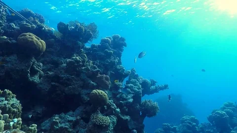 Coral reef off the coast of Egypt Stock Footage 83446579