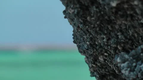 Coral reef in Crete Stock Footage 8974427
