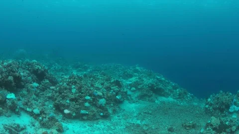 A coral reef dies Stock Footage 72321367
