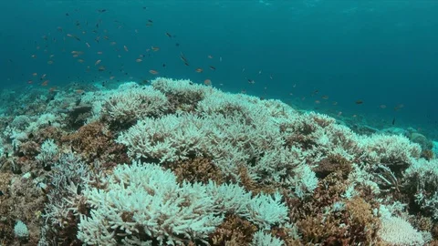 A coral reef dies Vidéo 72355688