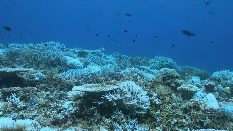A coral reef dies Stock Footage 73760968