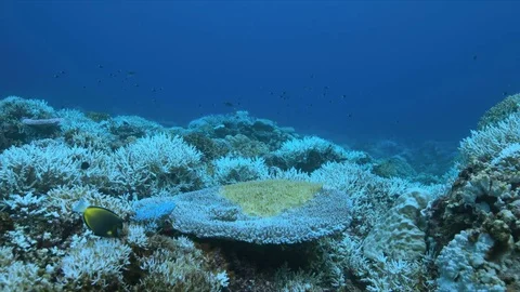A coral reef dies Stock Footage 80288212