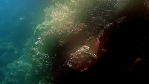 Coral reef with diffuse lighting effect. Stock Footage 308636637