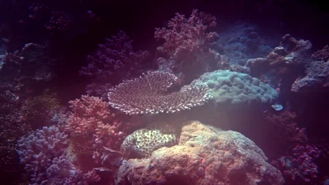 Coral reef in diffuse sunlight. Stock Footage 308636502