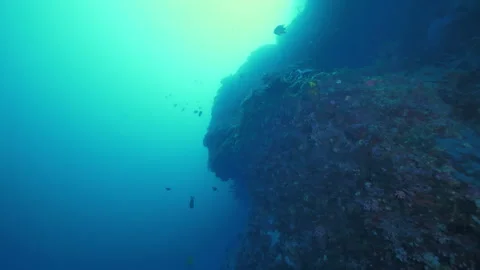 Coral reef displays array of colors creating underwater landscape Stock Footage 305964947
